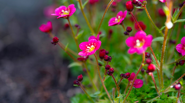 promix-drought-tolerant-garden-04