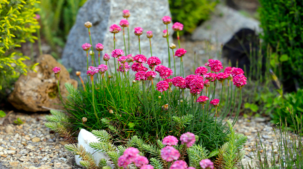 promix-drought-tolerant-garden-05