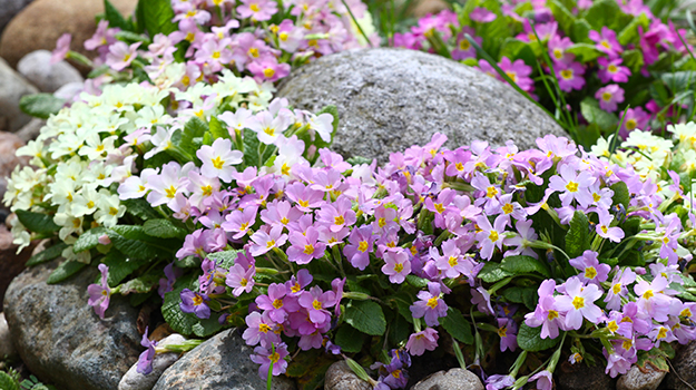 promix-drought-tolerant-garden-06