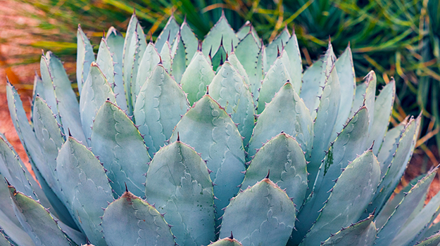 promix-drought-tolerant-garden-09