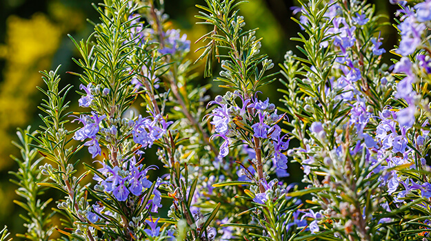 promix-drought-tolerant-garden-13
