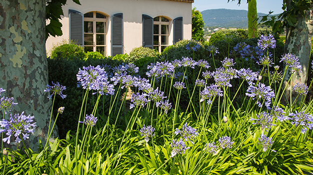 promix-drought-tolerant-garden-15