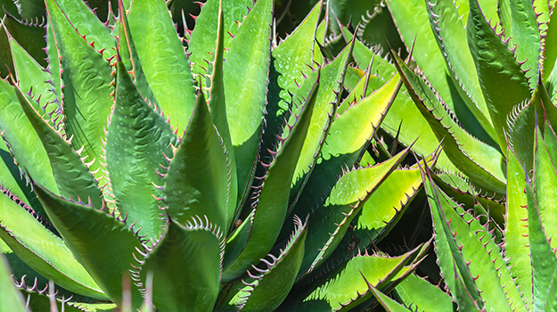 promix-drought-tolerant-garden-17