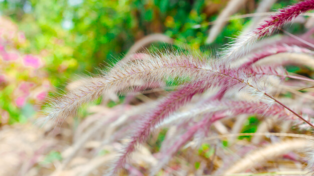 Beautiful flower of pennisetum rubrum.