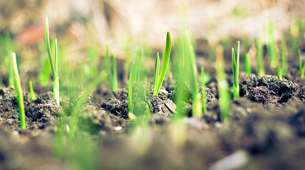 Établir une nouvelle pelouse à partir de semences