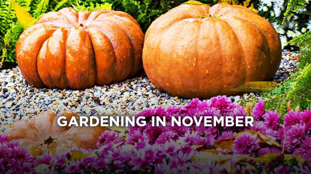 Gardening in november