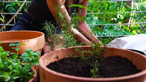 Planting flowers in containers