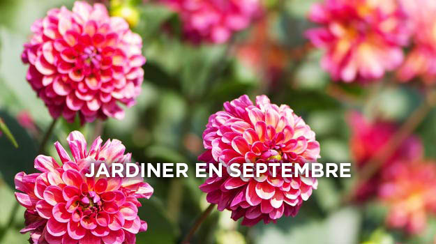 Quoi faire au jardin en septembre