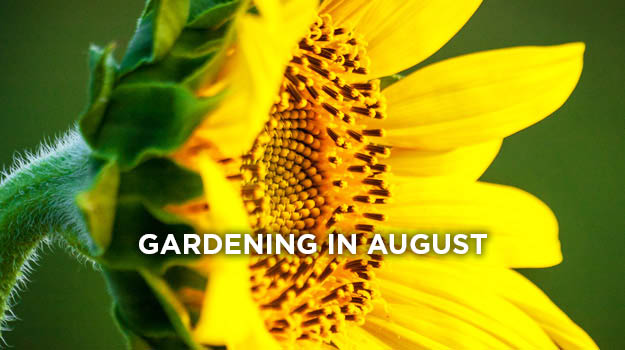 promix-gardening-what-to-do-in-the-garden-in-august