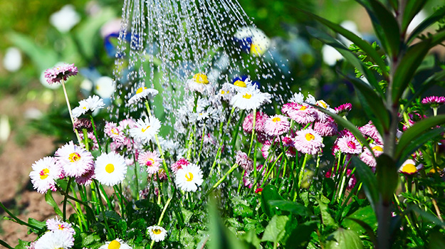 When to Water a Garden