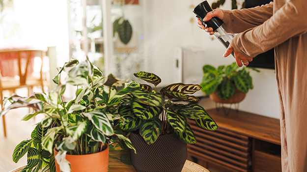 Plantes d'intérieur : les conseils pour nettoyer leurs feuilles