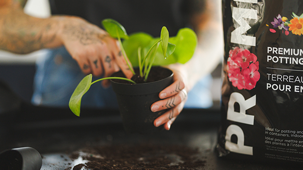 Terreau pour plantes tropicales