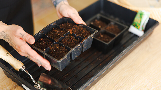 When to start seedlings indoors for vegetables and flowers.