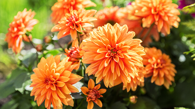 Gros plan sur fleurs de dalhias culitivés au soleil l'été.