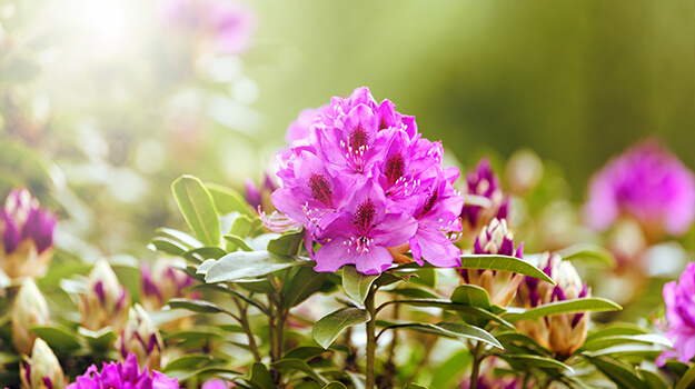 Gros plan sur des fleurs de rhododendron azalée, premières fleurs printanières. 