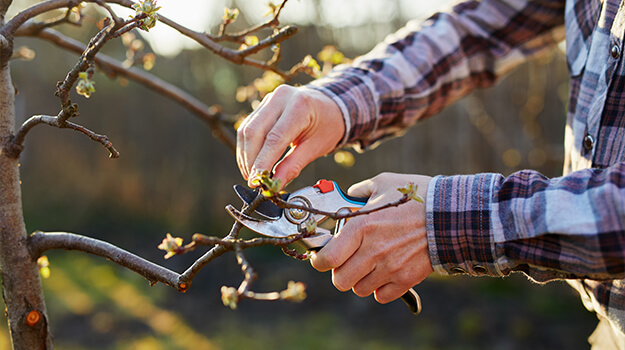 Man pruning trees and shrubs in spring with pruning shears.
