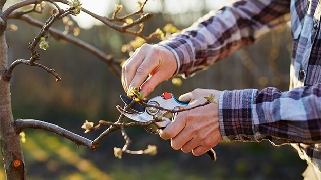 Homme qui taille des arbres et arbustes au printemps avec un sécateur.