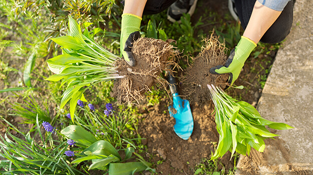 Woman dividing perennial plants in spring, multiplying hostas by division.