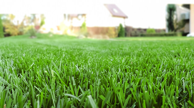 Beautiful lawn in landscaping.