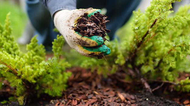 Put mulch around shrubs and flowers.