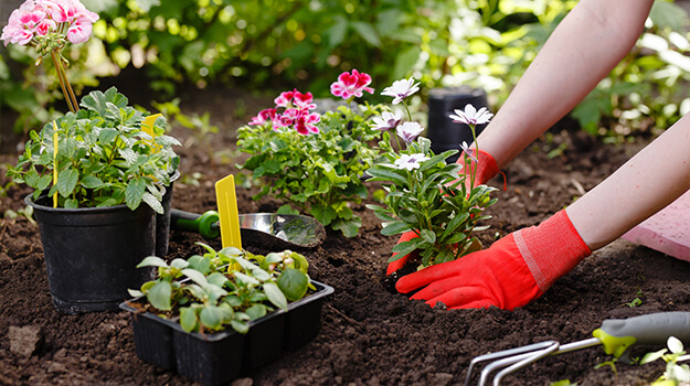 Women planting annual flowers in a flowerbed in spring.