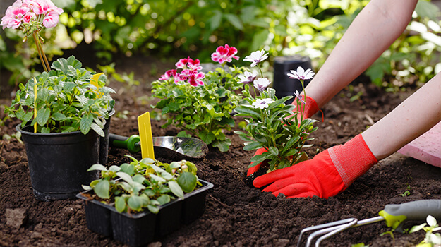 Femmes qui plante des fleurs annuelles dans une plate-bande jardinage printanier. 