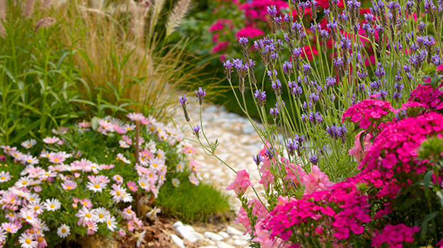 Xéropaysage composés de fleurs dans les tons harmonieux de rose et de mauve.