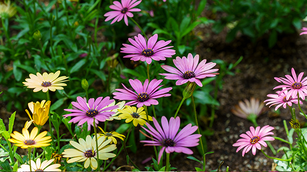 Osteospermum marguereite africaine dans un xéropaysage.
