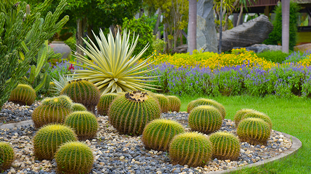 Xéropaysage en climat chaud composés de gros cactus.