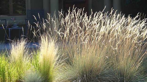 Bordure ensoleillée composée de stipa et de deschampsia cespitosa.