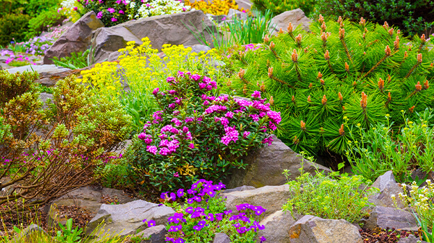 promix-how-to-create-an-alpine-rockery-02