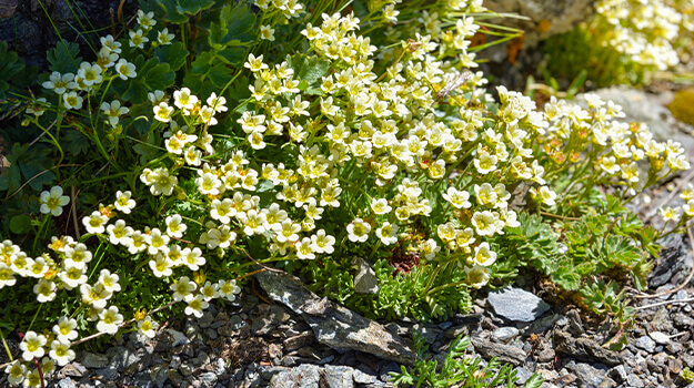 promix-how-to-create-an-alpine-rockery-04
