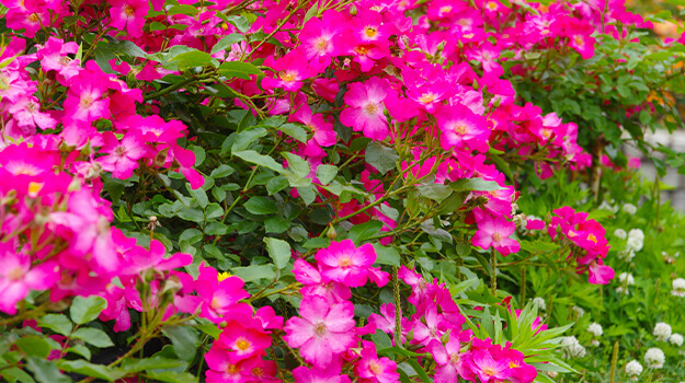 promix-how-to-create-an-alpine-rockery-05