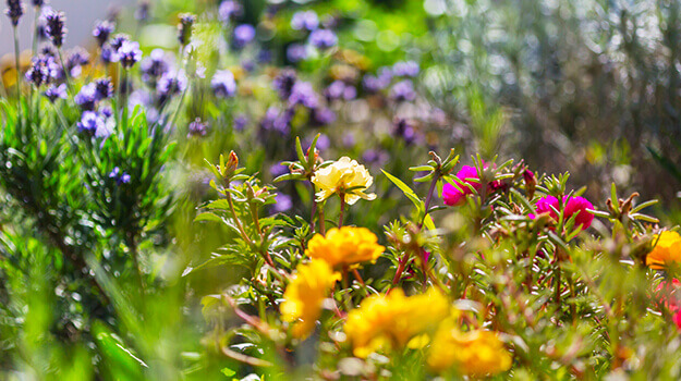 promix-how-to-create-an-alpine-rockery-06