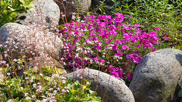 promix-how-to-create-an-alpine-rockery-09