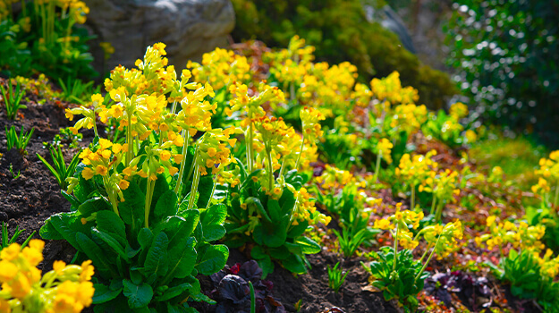 promix-how-to-create-an-alpine-rockery-09