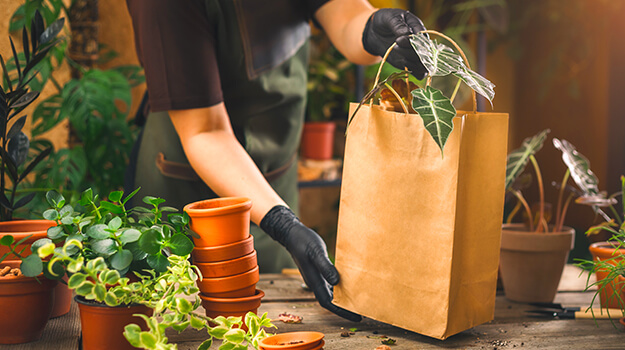 promix-how-to-deal-with-houseplant-pests-01
