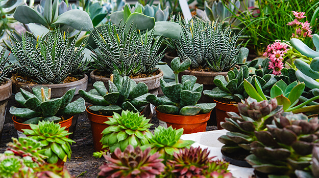 promix-how-to-deal-with-houseplant-pests-02