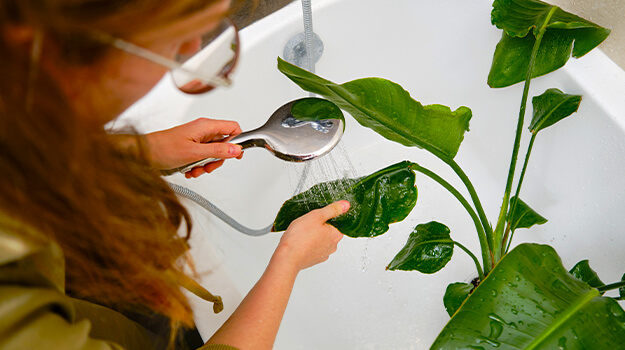 promix-how-to-deal-with-houseplant-pests-03