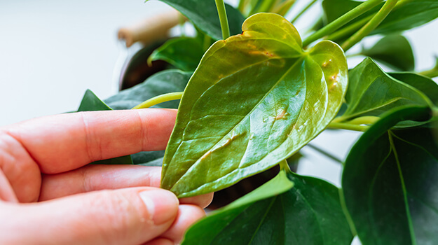 promix-how-to-deal-with-houseplant-pests-04