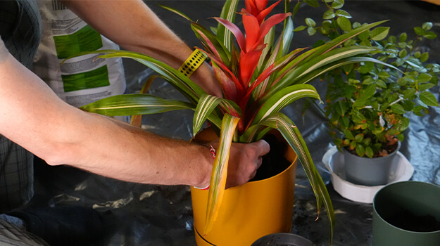 promix-how-to-deal-with-houseplant-pests-05