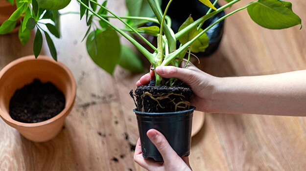 7 Tips to prevent a pest infestation