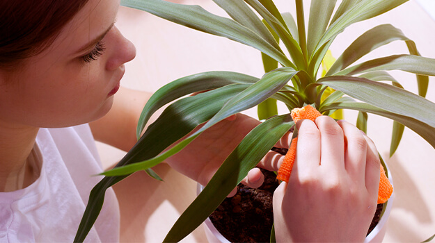 promix-how-to-deal-with-houseplant-pests-08
