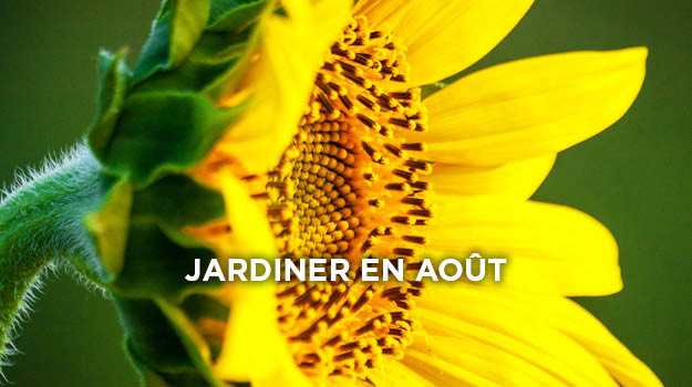 promix-jardinage-quoi-faire-au-jardin-en-août