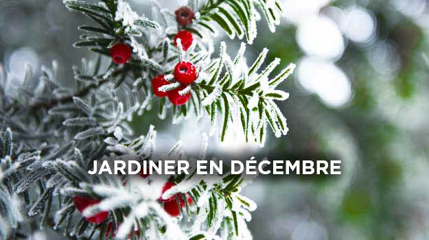 Quoi faire au jardin en décembre