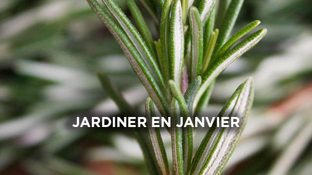 Quoi faire au jardin en janvier