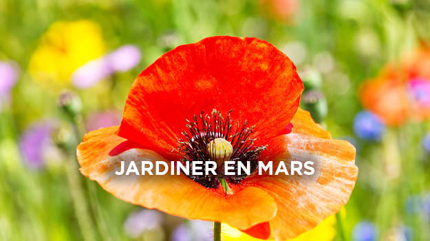 Quoi faire au jardin en mars