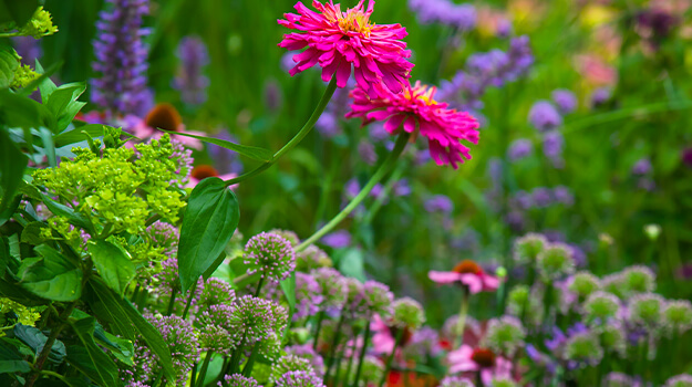 promix-landscaping-bushes-flower-beds-5-free-design-plans-09