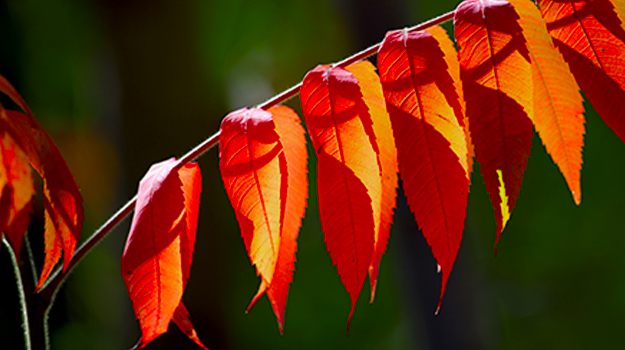 The best shrubs for shady areas