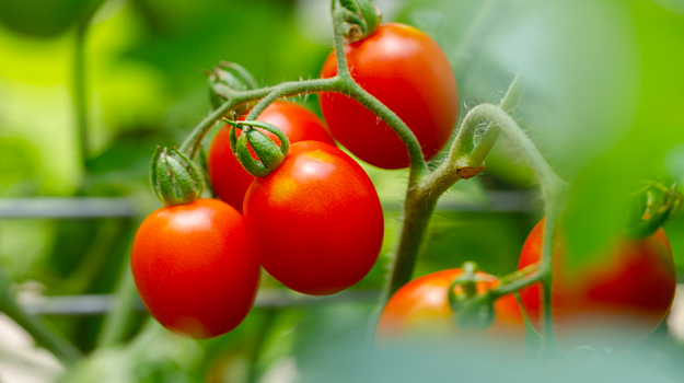 PRO-MIX Beautiful red cherry tomatoes grown in the vegetable garden